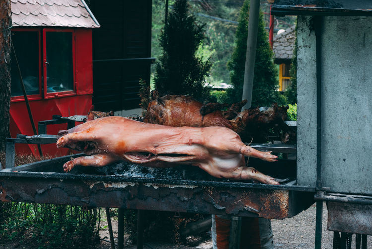 Close-up of pig meat on barbecue