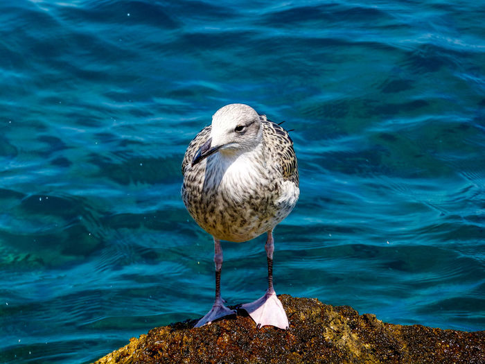 High angle view of seagull perching on rock by sea