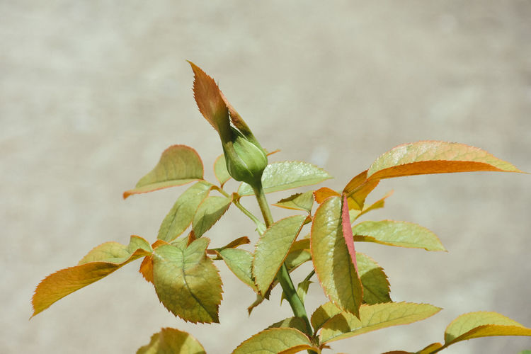 Close-up of plant