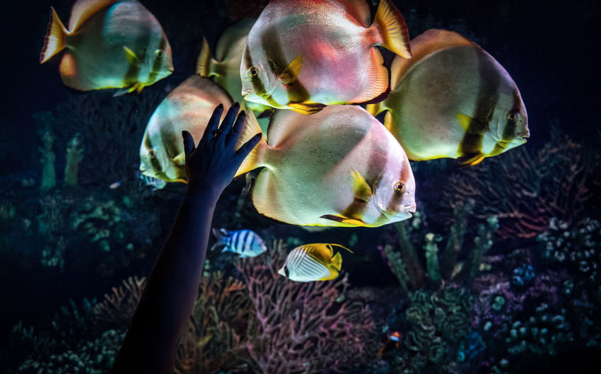 A human hand in front of a glass aquarium consists of many obicular batfish aka circular batfish 