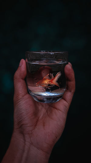 Goldfish is a type of ornamental fish that many people are interested in