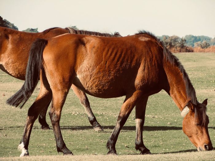 Horses standing in forest