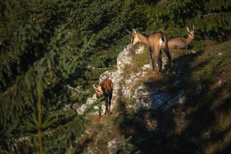 Wild chamois from ceahlau mountains, romania. wildlife photography.