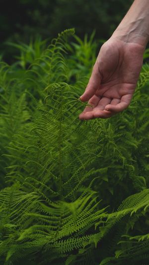 Cropped hand touching plants