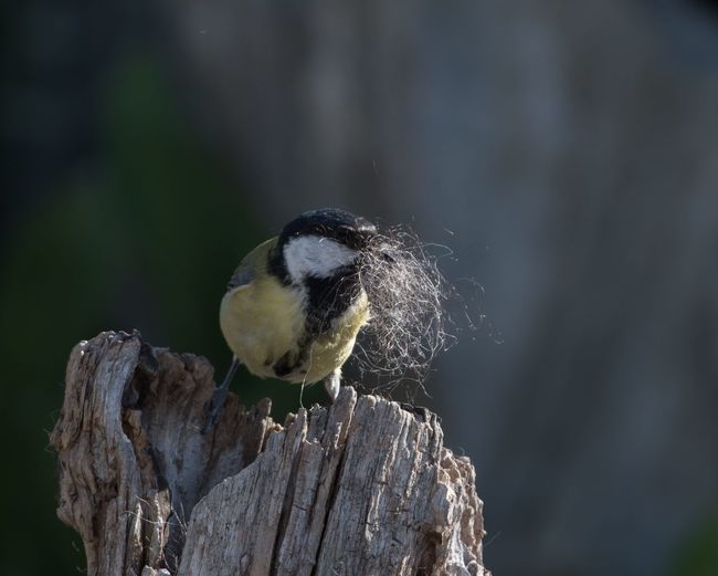 Close-up of bird perching on wooden post