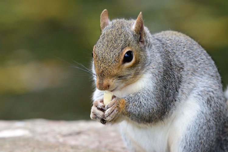 Close up portrait of a gray squirrel eating a nut