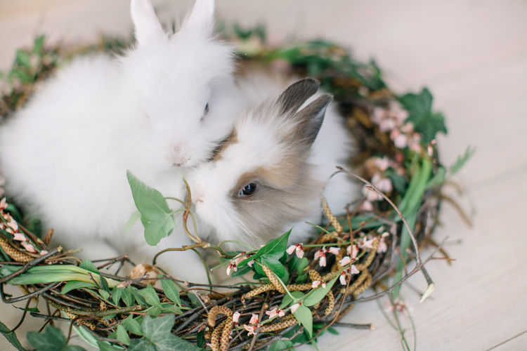 Close-up of rabbits relaxing in nest