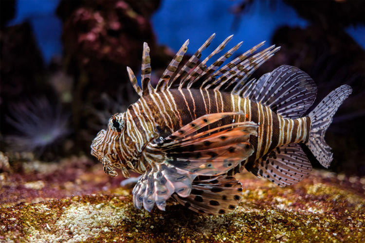 Close-up of fish swimming in sea