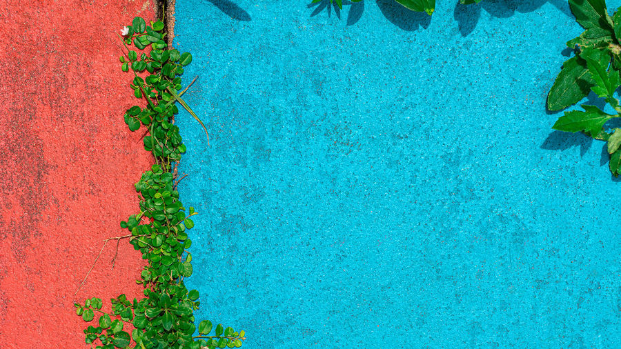 High angle view of plants by swimming pool