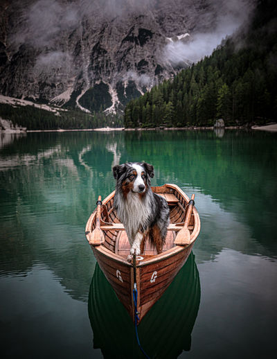 High angle view of a dog on boat in lake