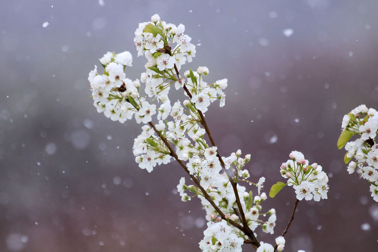Close-up of white cherry blossoms in spring