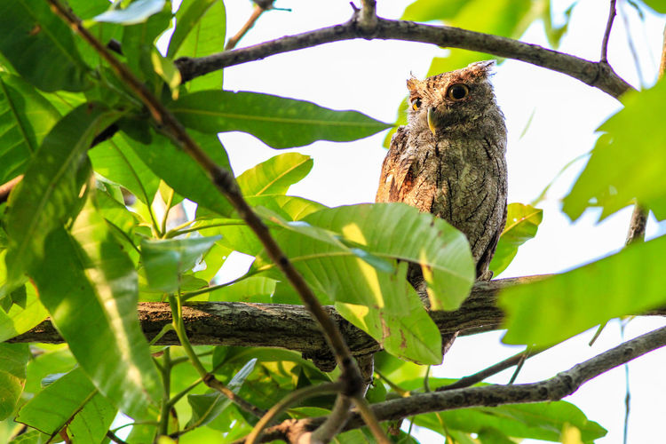 Low angle view of owl perching on branch