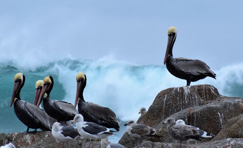 Pelicans on beach against sky