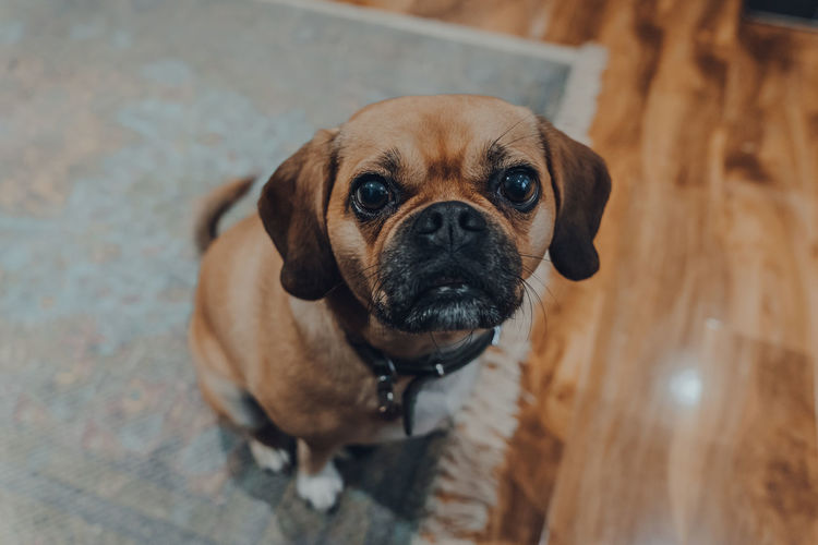 High angle view portrait of a puggle sitting on a floor at home, looking at the camera.