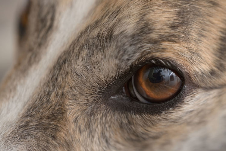 Super macro close up of pet dog greyhounds left eye. individual hair strands and pet dander
