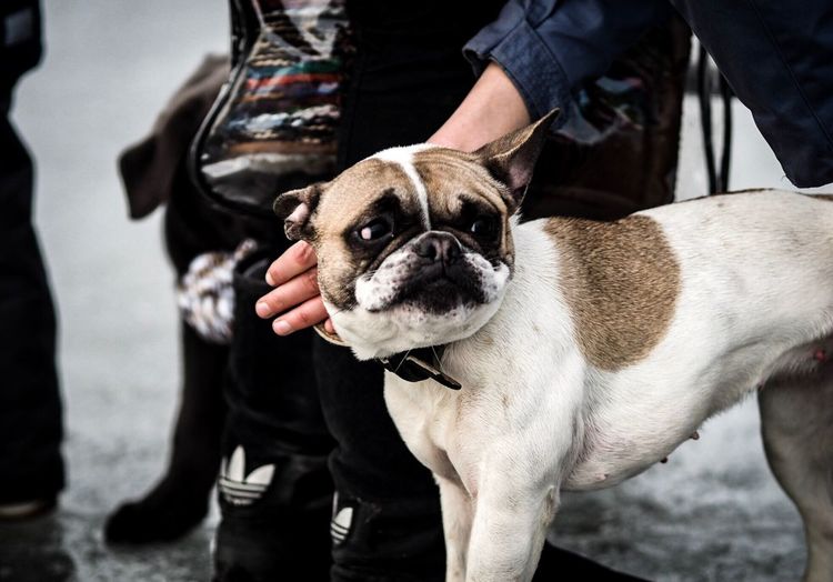 Cropped hand of woman patting pug
