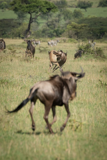 Wildebeest and cheetah on land