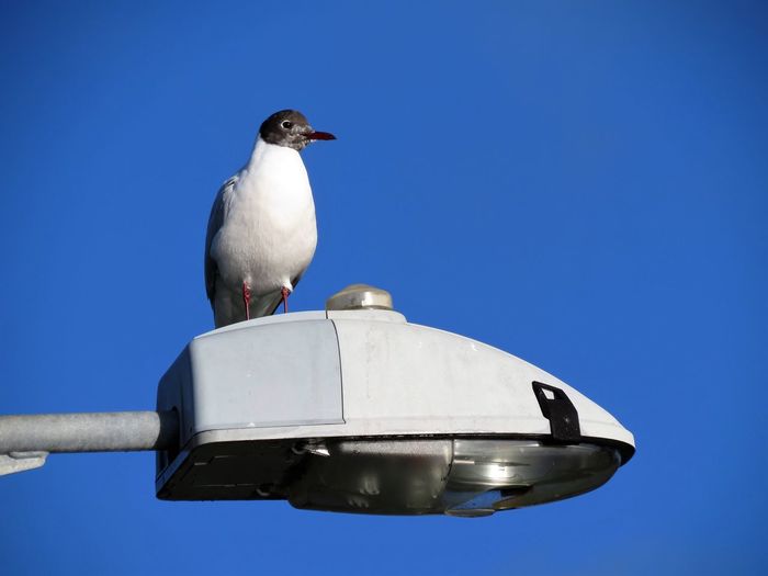 Low angle view of seagull perching against clear blue sky