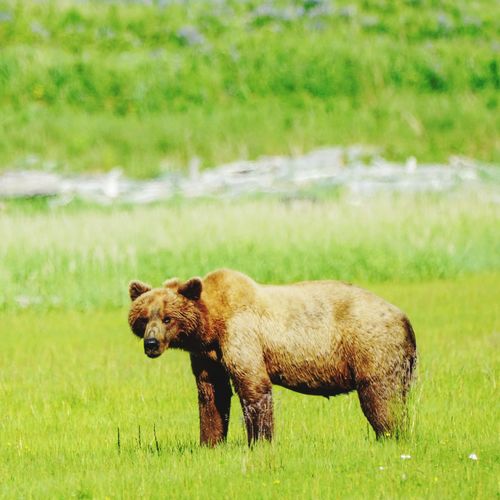 Portrait of grizzly bear on grassy field