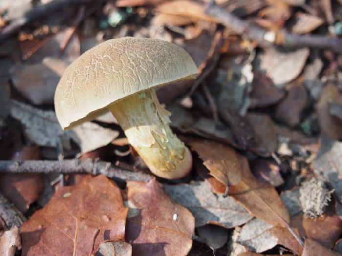 High angle view of mushroom