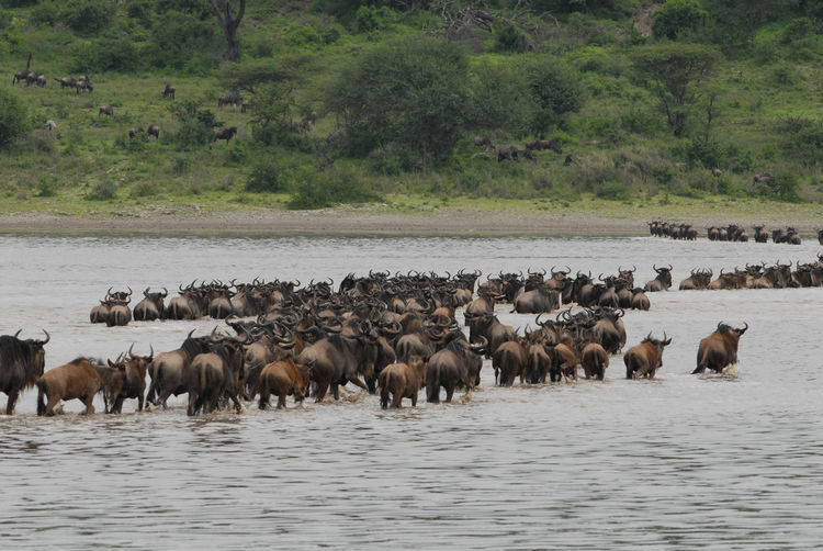 Herd of wildebeests in a river in serengeti