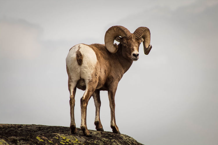 King of the hill, after a long hike through deep snow we arrived to this summit crowned by this ram