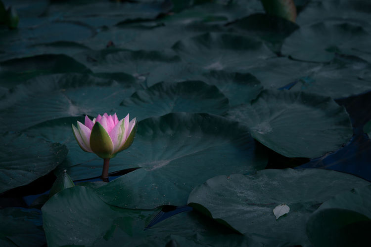 Water lily blooming amidst leaves in lake