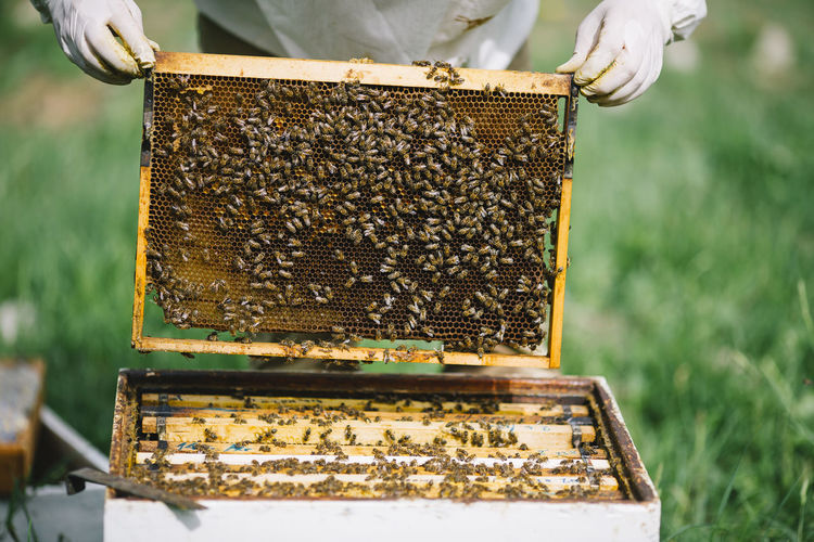 Beekeeper holding bees and honeycomb