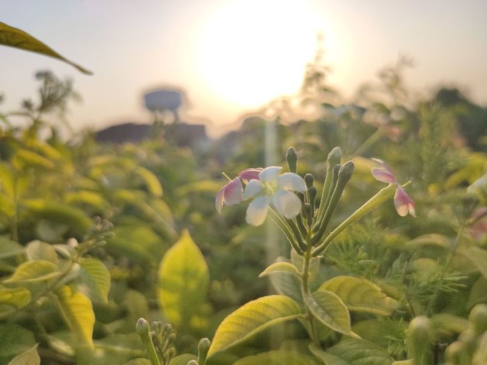 Close-up of flowering plants against sky during sunset