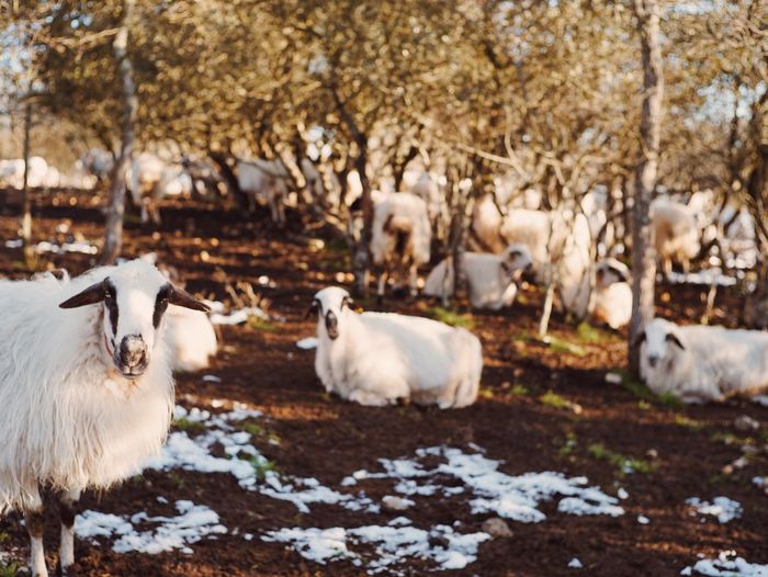 Sheep on field