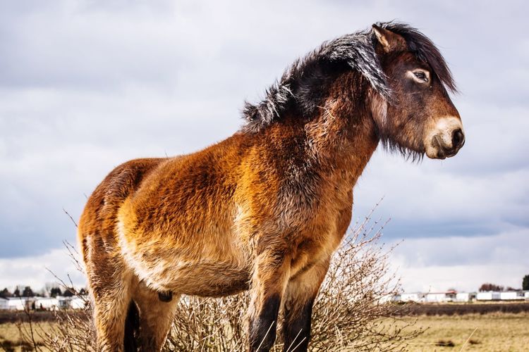 Close-up of pony standing on field against sky
