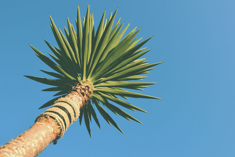 Low angle view of coconut palm tree against blue sky