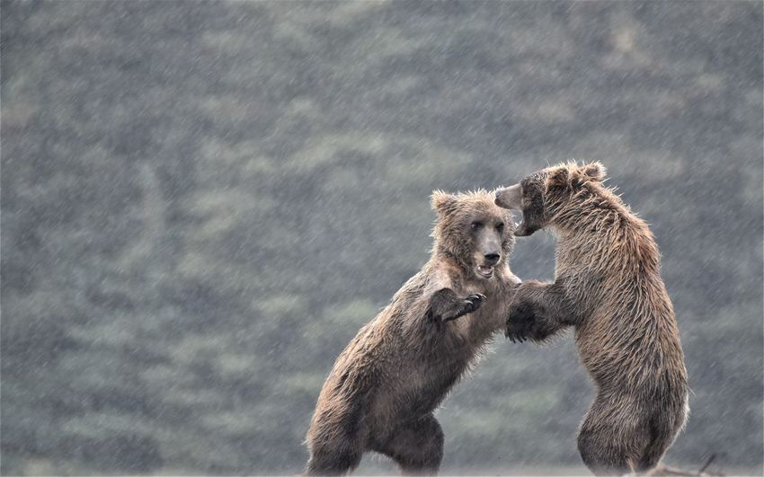 Brown bears fighting during rainfall