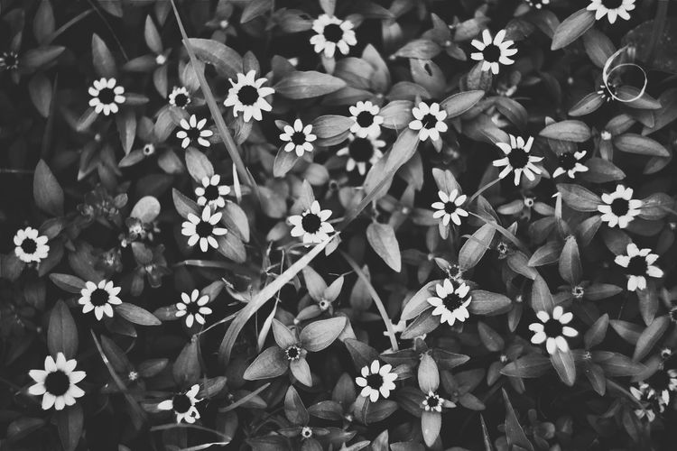 Full frame shot of flowers