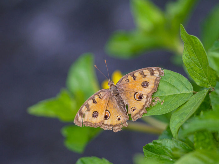 Orange junonia butterfly close up macro detail with blurred background and green leaf nature