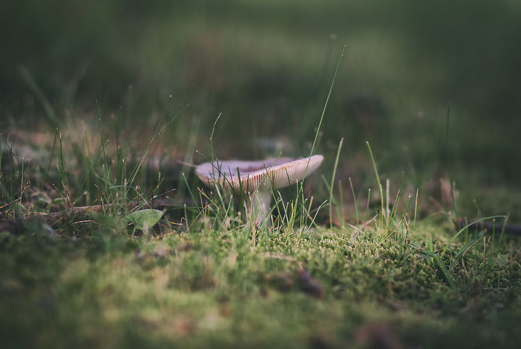 Mushroom growing on field at forest