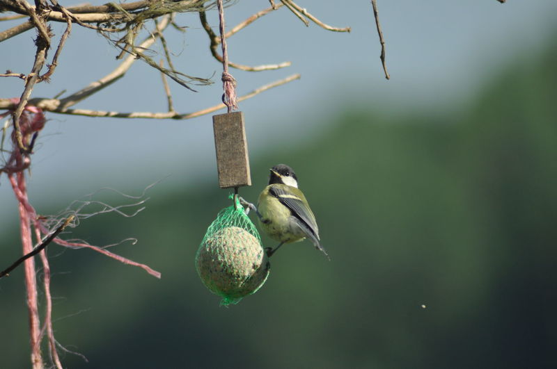 Close-up of bird on fatball and branches against blurred background