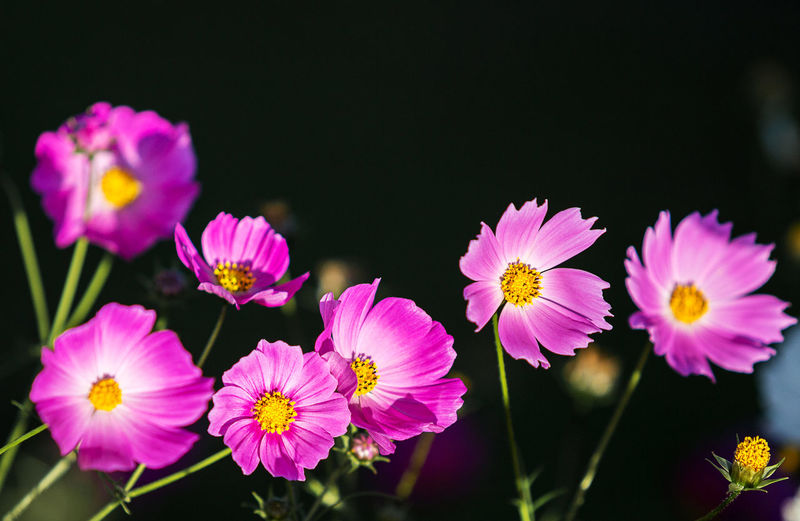 Close-up of pink flowering plants against black background