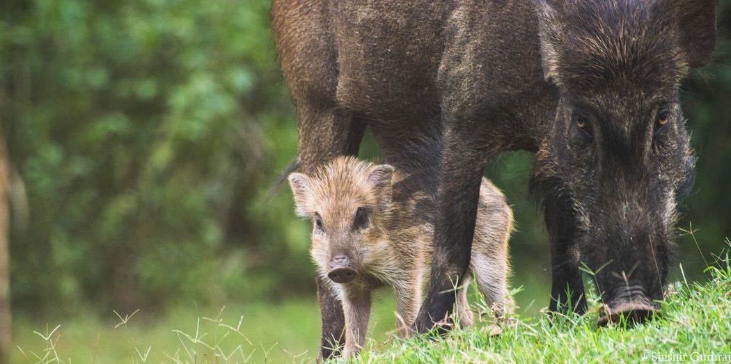 Wild boar with piglet on grassy field