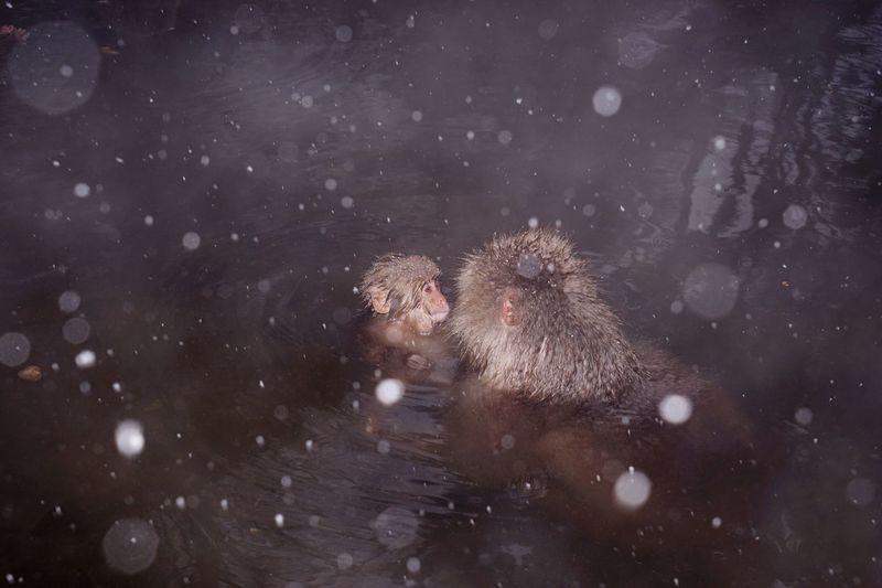 High angle view of monkeys in hot spring during winter