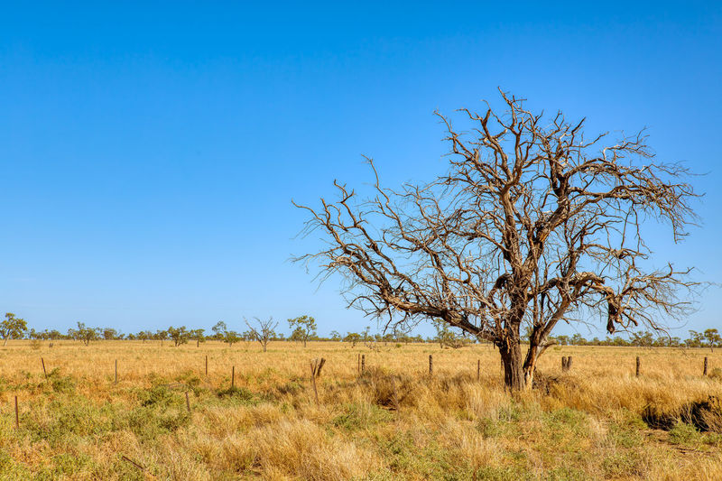 Bare tree on field against clear sky