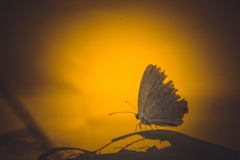 Close-up of butterfly on yellow flower against sky during sunset