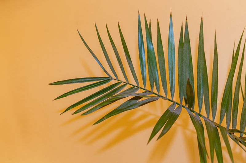 Close-up of plant against yellow background