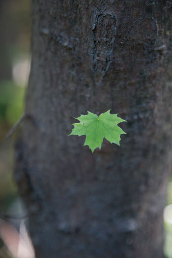 Close-up of ivy growing on tree trunk