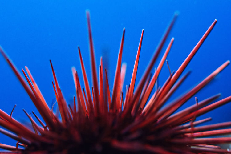 Red sea urchin against the blue of the pacific ocean, channel islands.