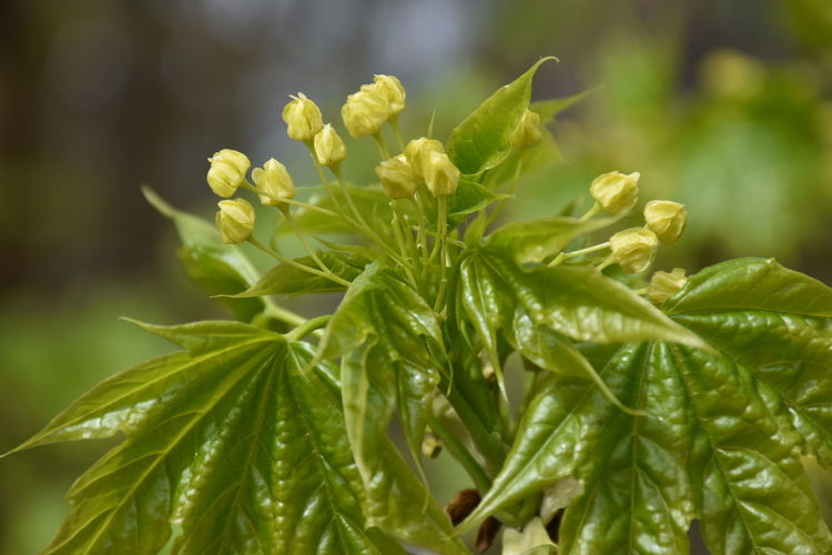 Close-up of flowering plant leaves