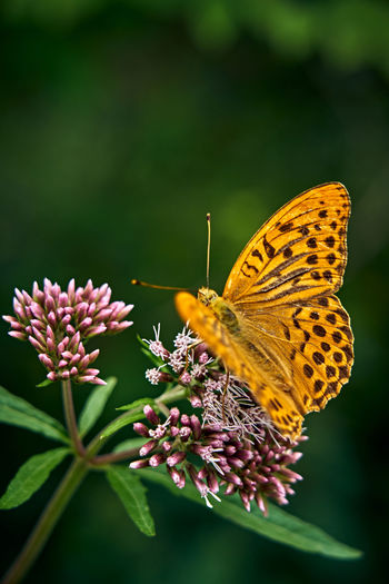 Close-up of butterfly pollinating on flower