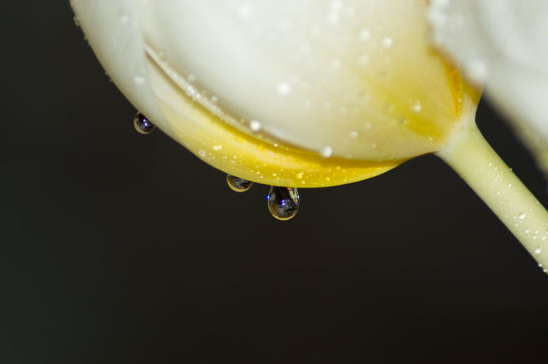 Close-up of water drops on black background