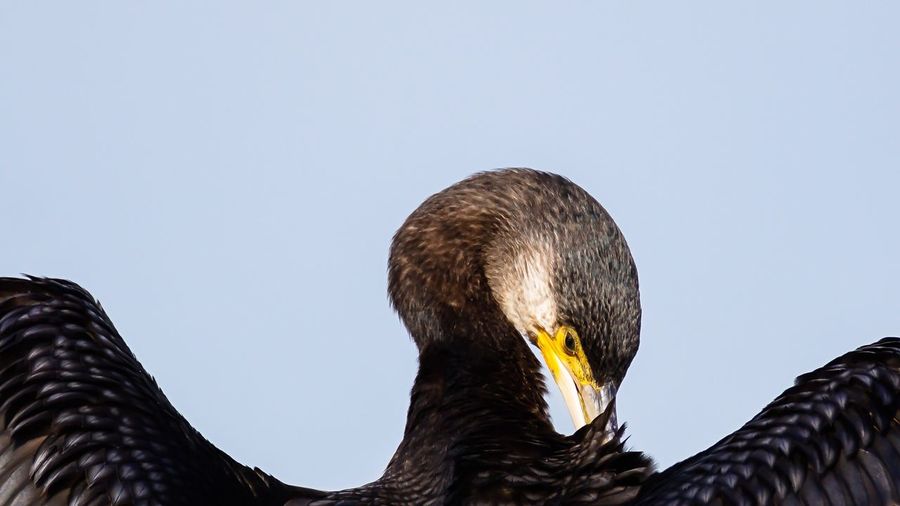 Low angle view of cormorant against clear sky
