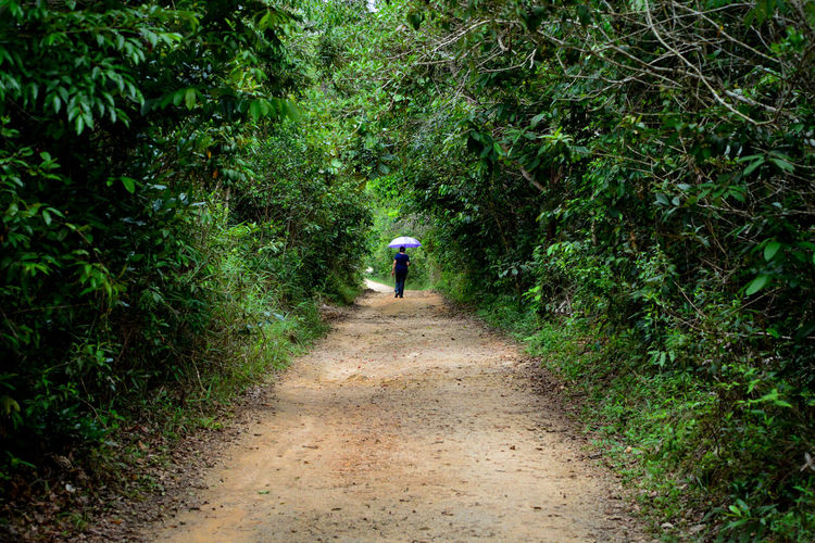 Rear view of person walking on footpath amidst trees